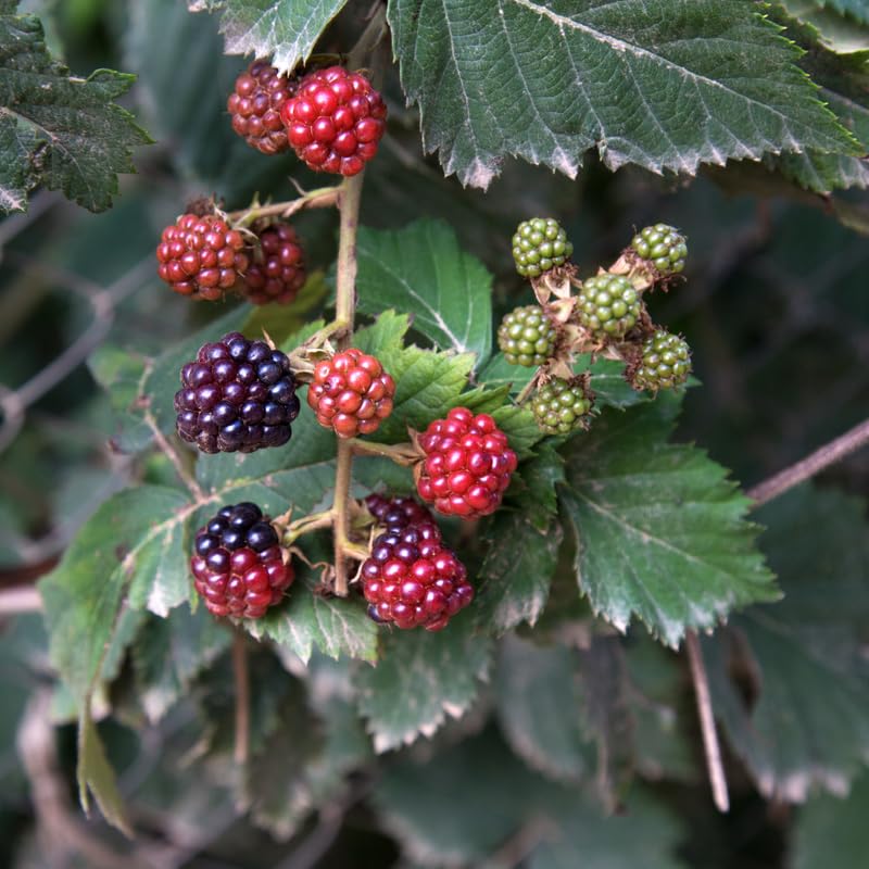 2 BlackBerry Bushes Live Plant, Sweet, Thornless, High Yielding Berries for Outdoor Planting, Fully Rooted 4-7 Inches (Navaho)
