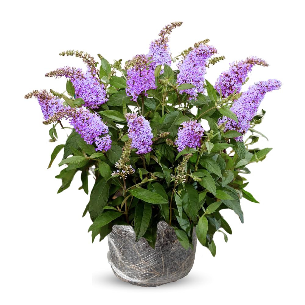 Butterfly Bush Live Plant 4-8 Inches, Fragrant Butterfly Bush Flowering Shrub Well Rooted, Outdoor Garden Planting (Purple Blue)