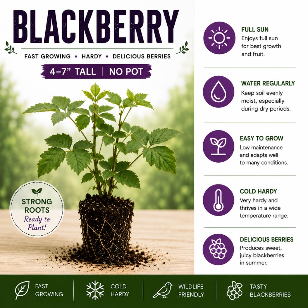 BlackBerry Live Plant, BlackBerry Fruit Tree, 4-8 Inch Tall