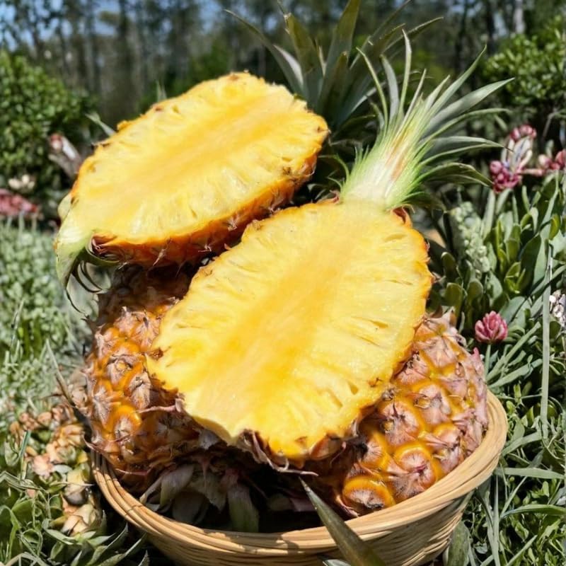 Sugarloaf Pineapple Plant, 1 Ft Tall in 1 Gallon Pot - Sweet White Pineapple for Patio, Indoor and Outdoor Growing, No Ship to CA