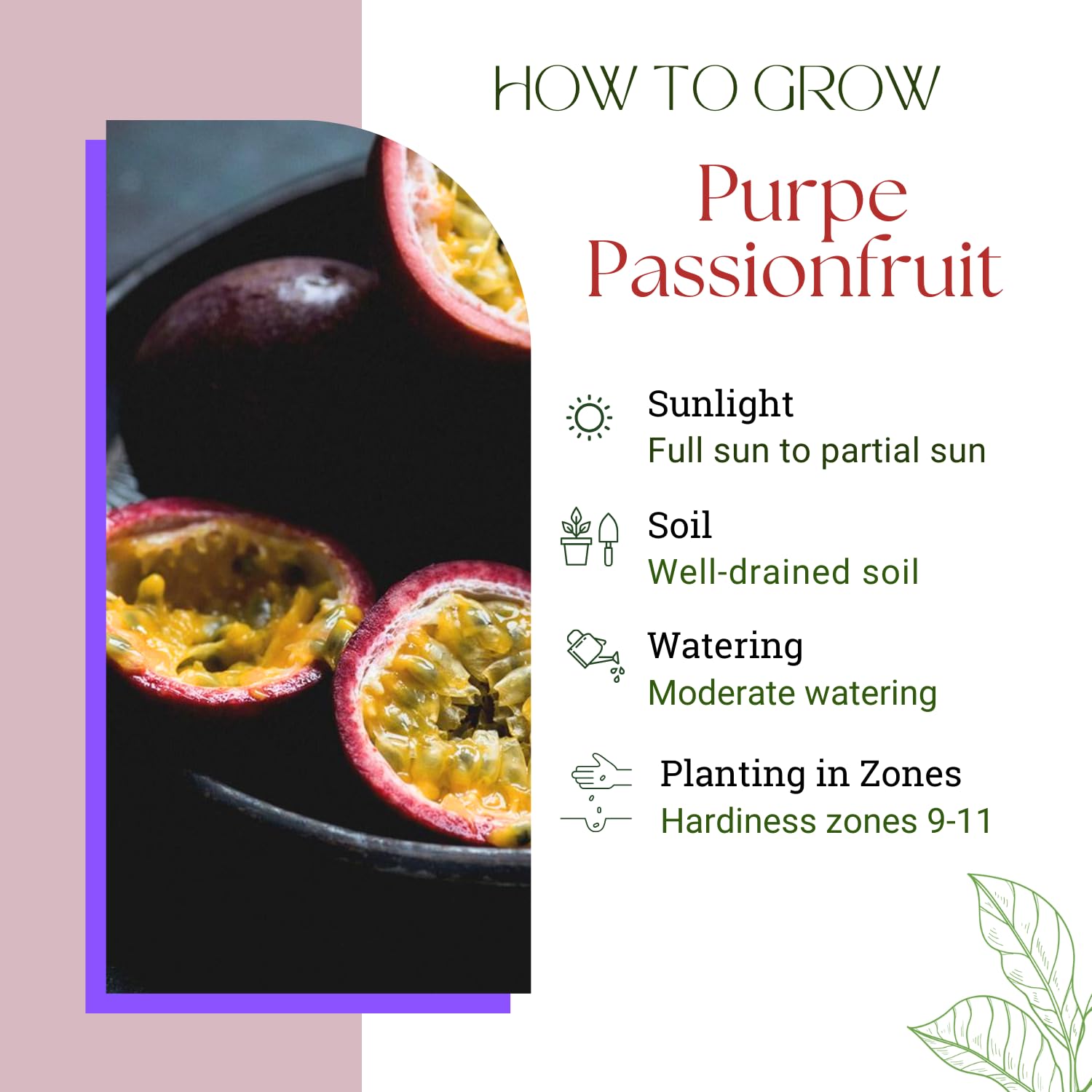 Purple Passion Fruit Plant Live, Passionfruit Vine Plant, Perennial Fruit Vine, 4-7 Inc, Outdoor Planting