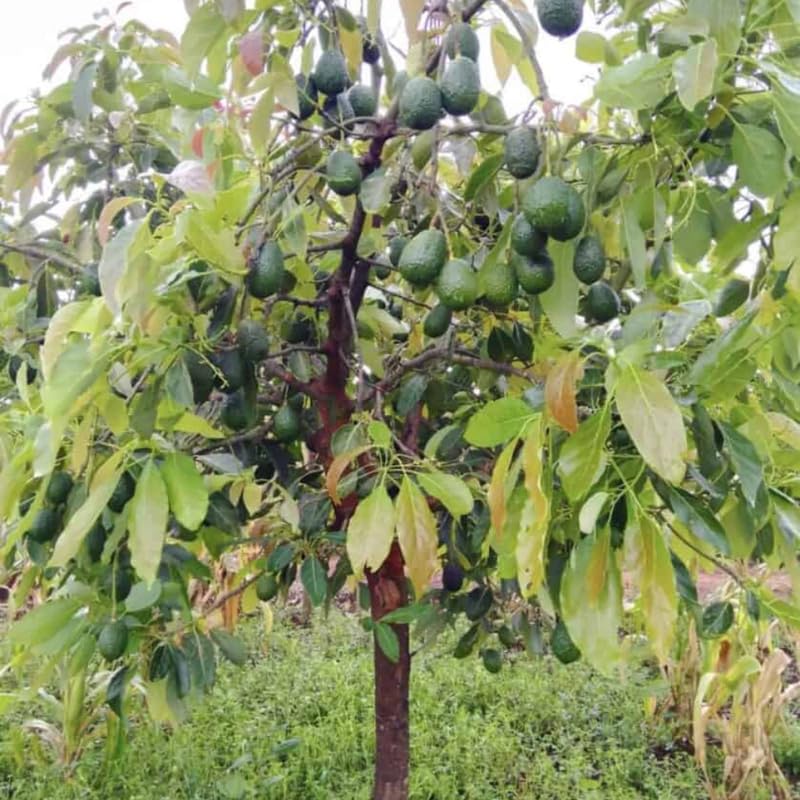 HASS Avocado Tree Grafted, Live Avocado Tree for Planting Outdoor 1-2 Feet Tall Including Pot, No Shipping to CA