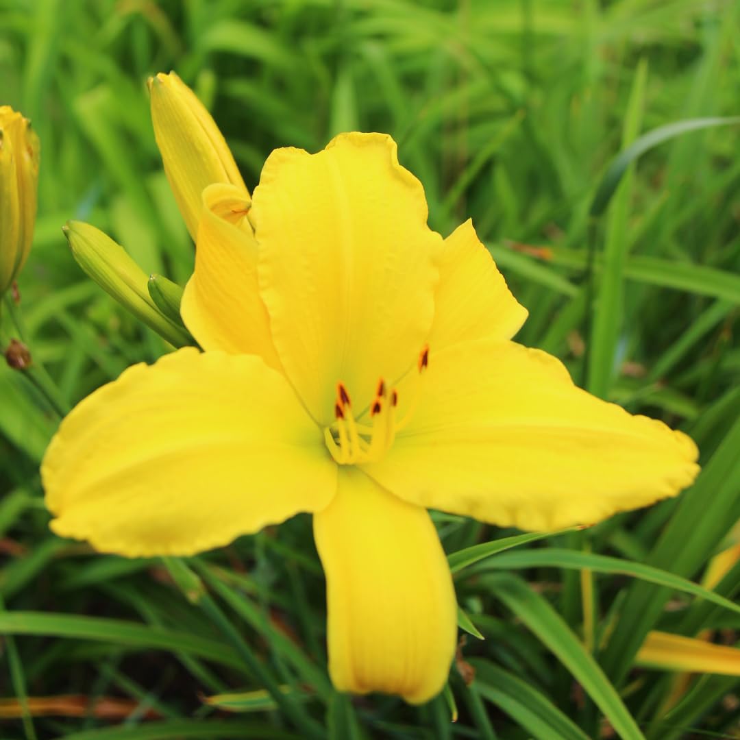Set of 3 Live Yellow Daylily Plants, Flowering Daylilies, Hardy Perennial Flowers for Planting