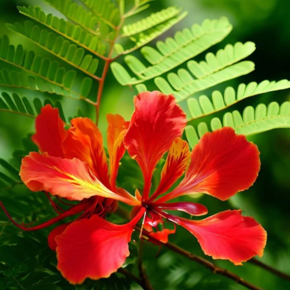 10 Royal Poinciana Seeds for Planting, Red Tropical Flamboyant Tree Seeds for Outdoor Landscapes