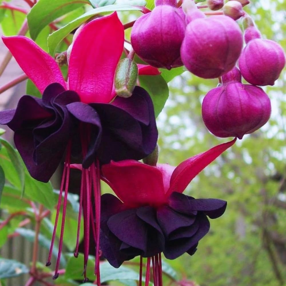 3 Fuchsia Plants Live, 3 to 6 Inc Tall, Red Black Fuchsia Flower Plants for Your Garden