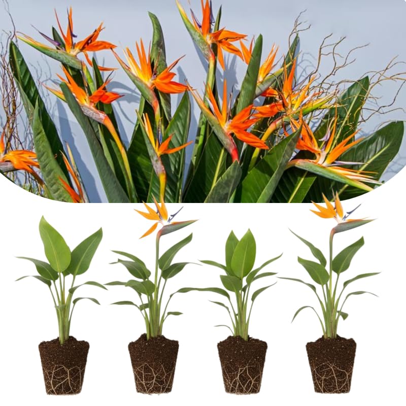 4 Orange Bird of Paradise Plants Live, Strelitzia Reginae, 4-7 Inch Tall, Tropical Flowering Plants for Indoor or Outdoor Growing