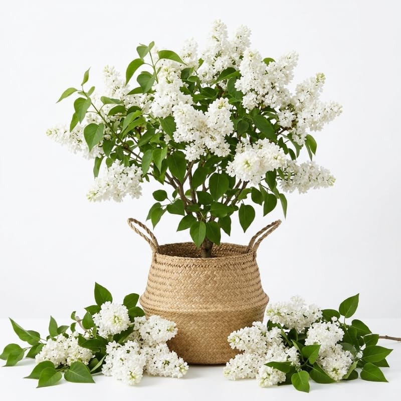 White Lilac Live Plant, Fragrant Flowering Shrub, 8-12" Tall