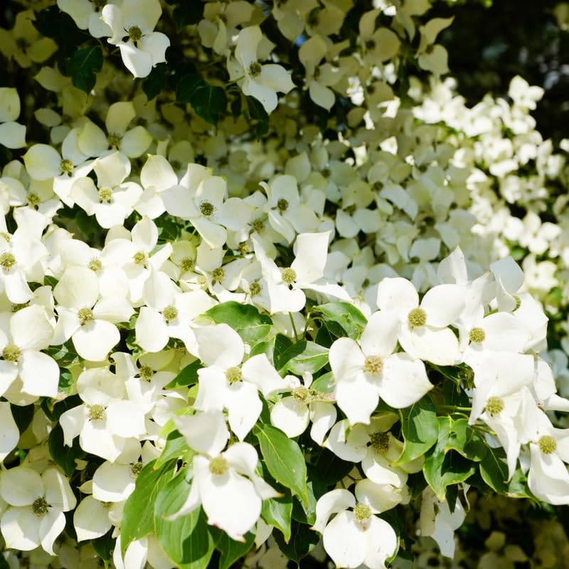 White Dogwood Tree Live Plant, 6-12 Inch Tall Hardy Dogwood Plant in Quart Pot, Dormant in Winter
