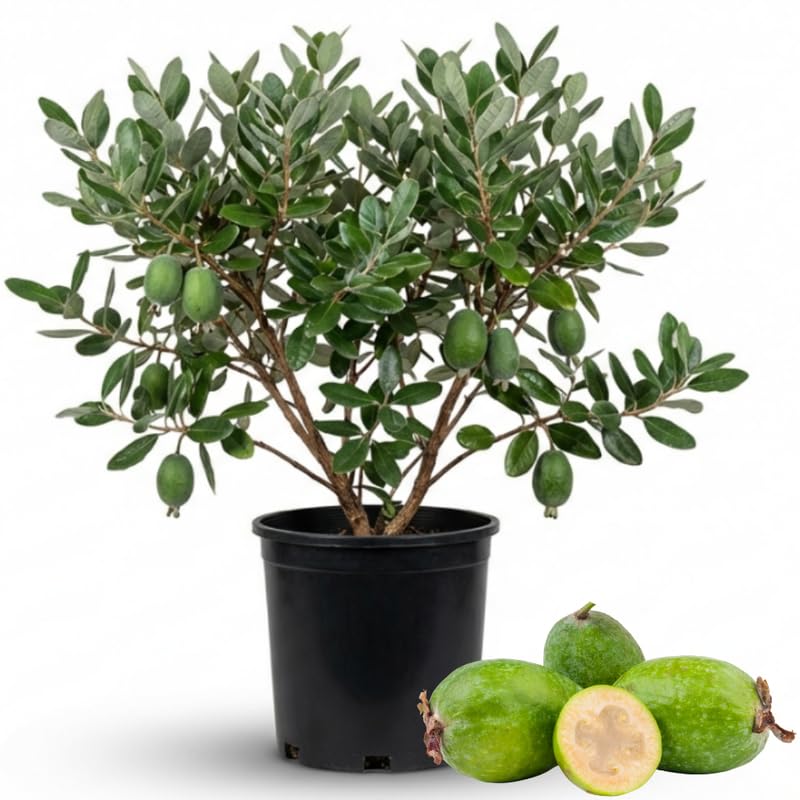 Pineapple Guava Live Tree in 3 Gallon - 2-3 Feet Tall Sweet Tropical Guava Fruit Shrub, Cold Hardy, No Ship to CA