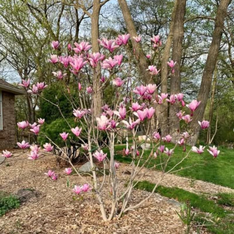 Jane Magnolia Tree Live Plant in 4-8 Inches, Fragrant Spring Blooms, Hardy Perennial Magnolia Flowers Potted Ready to Grow, Winter Dormant