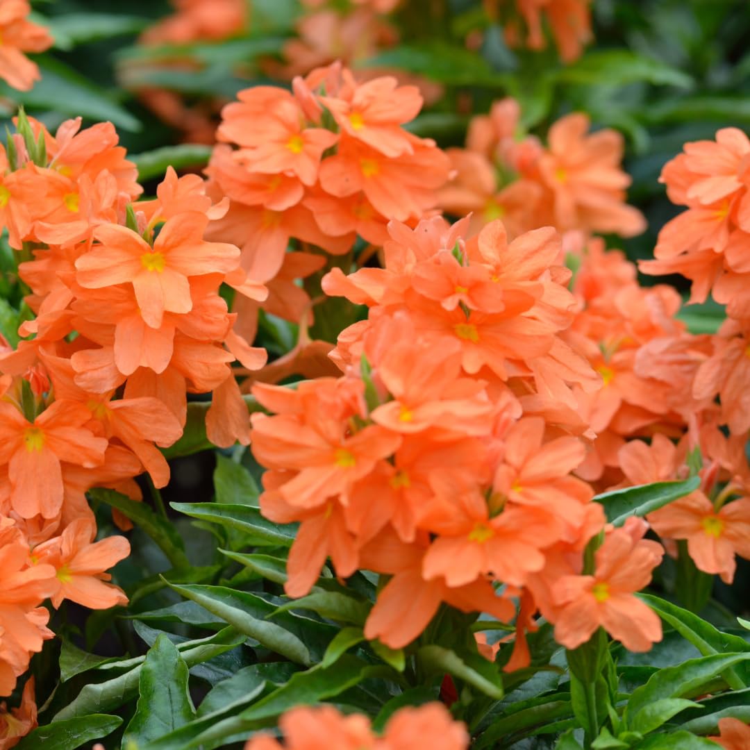 Set of 2 Live Orange Crossandra Plants, Crossandra Flower Shrub, 4-7 Inches Tall for Home Gardening