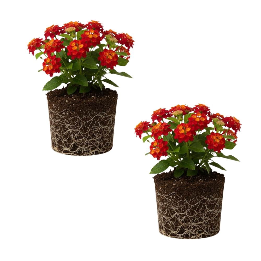 Set of 2 Lantana Plants Live, Trailing Lantana Plant, 4 to 6 Inch Tall for Planting Outdoors (Red)
