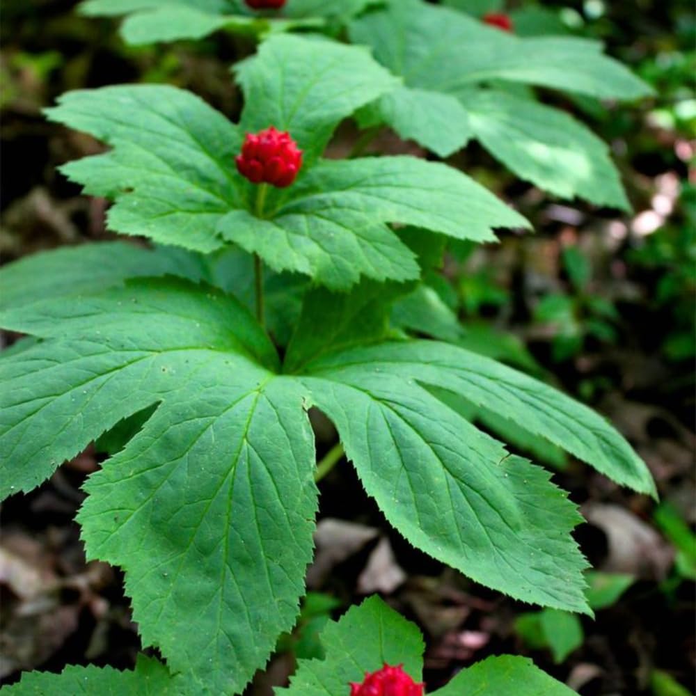 5 Goldenseal Roots Live Plants, Bare Root Goldenseal Herb for Outdoor Growing and Planting