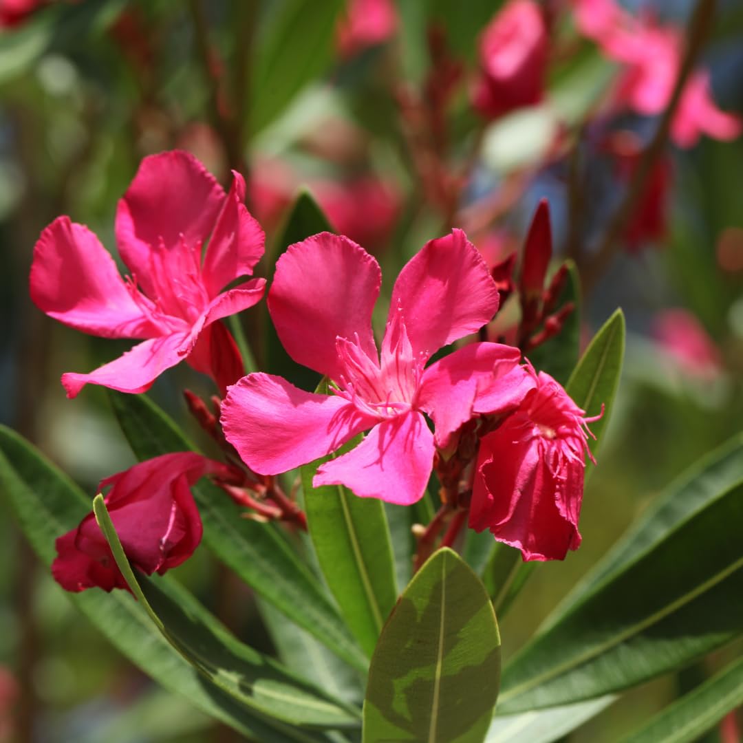 Set of 3 Pink Oleander Plants, Oleander Flower Bushes, Fragrant Flower Plants, 4 to 7 inches Tall for Indoor or Outdoor Planting