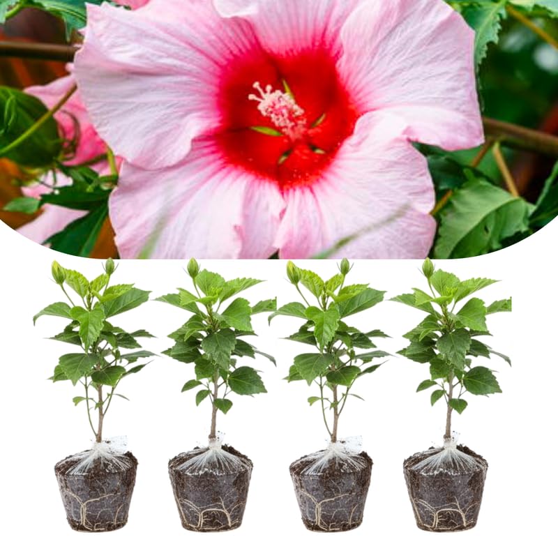 Set 4 Hibiscus Plants Live, Tropical Flowering Shrub, 4-8" Tall, Cold Hardy Bush (Light Pink Hibiscus)
