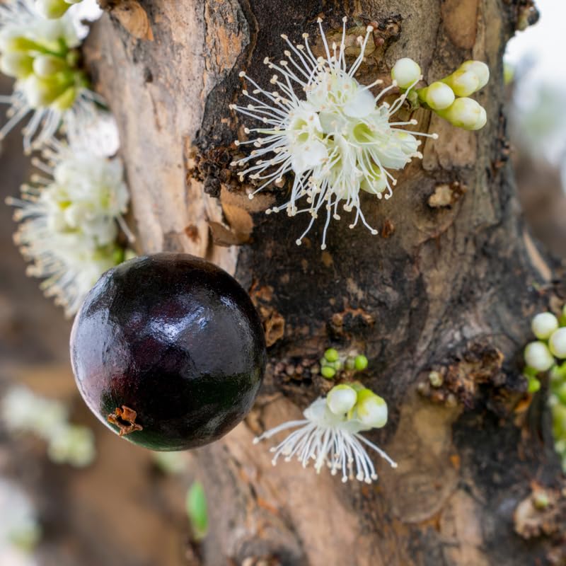 Jaboticaba Tree in 3 Gallon Pot, 1-2 Ft Tall Black Jaboticaba Fruit Live Plant, Perennial, No Ship to CA