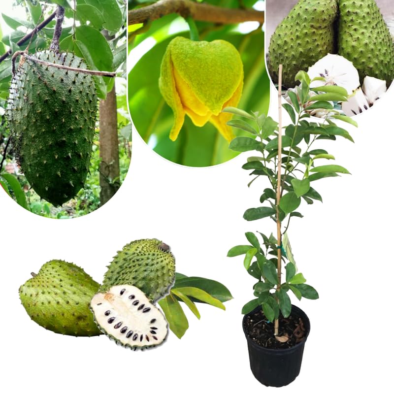 Guanabana Soursop Tree Live, Sweet Giant Soursop Fruit Tree, 3 Feet Tall, in 3 Gallon Nursery Pot for Planting Outdoor