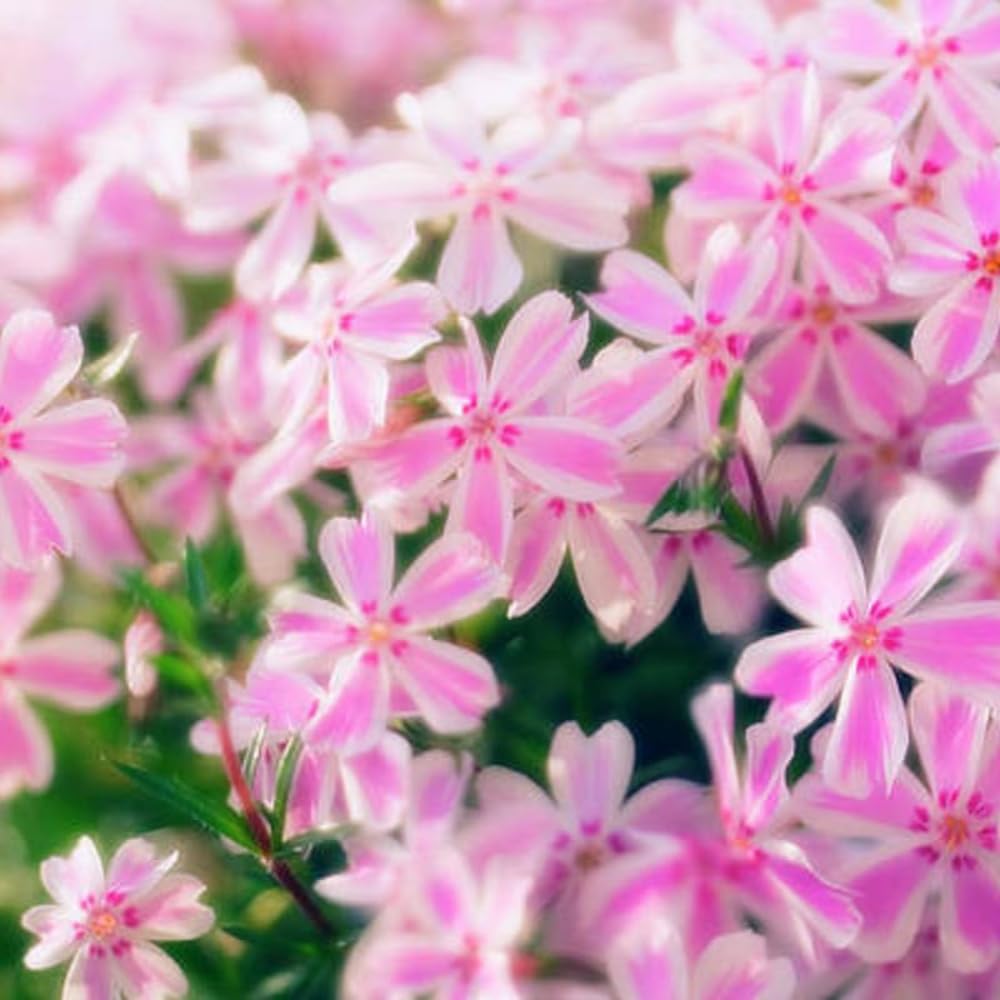 2 Pink White Creeping Phlox Plants Live Perennials, Creeping Phlox Live Plants, 4-6 Inch Tall, Ornamental Phlox Flowers Seedlings