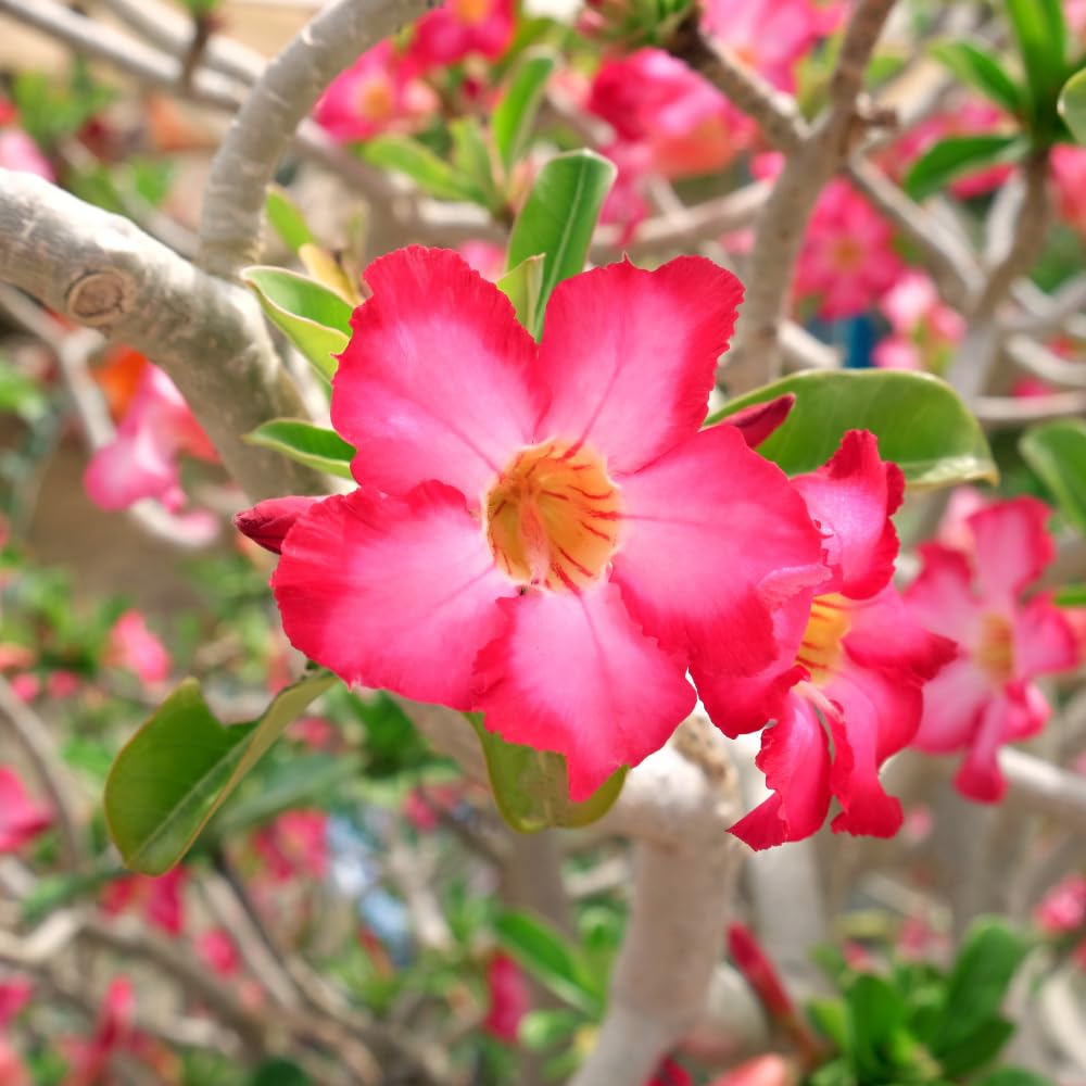 2 Desert Rose Plants Live, Pink Adenium Obesum Desert Rose Flower Plants for Planting Indoor Outdoor Garden, 5 to 9 Inches Tall