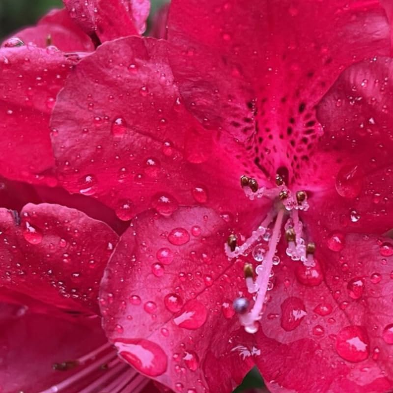 Red Rhododendron Plant Live, Azalea Plants, Rhododendron Azalea Bushes Ready to Plant, Full Sun Outdoor Plants
