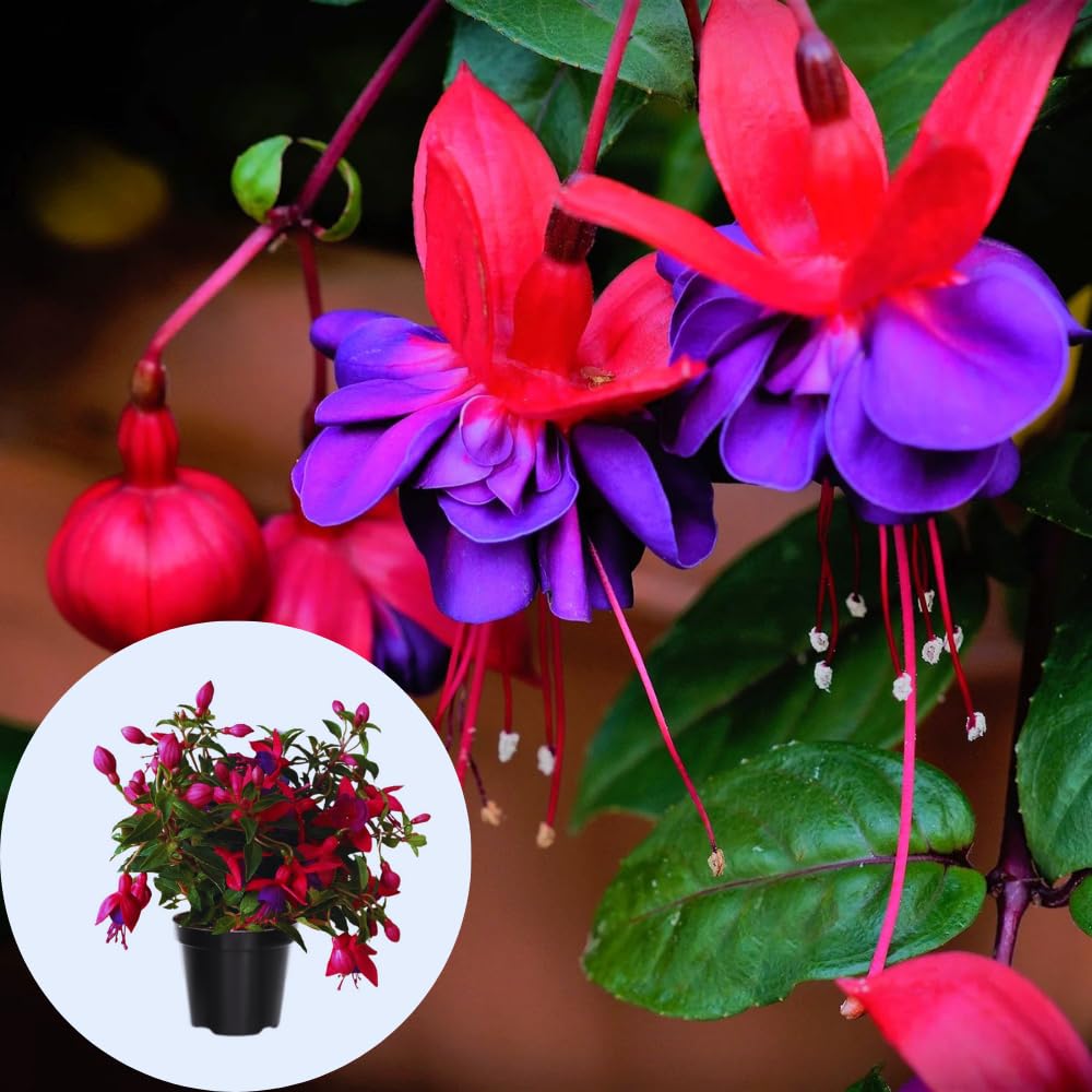Purple Fuchsia Plants Live, Set 3, Fuchsia Flower Live Plants for Your Garden, Size Plant from 3 to 4 Inches