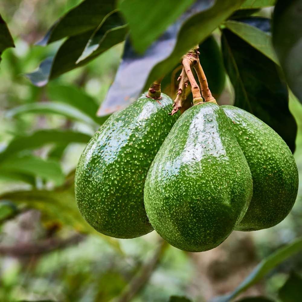 Large HASS Avocado Tree, Avocado Trees Live Plants, 2 Year Olds Avocado Tree, 3 Gallon Pot, 1-2 Feet Tall, Sweet Tropical Fruit for Planting, No Ship to CA