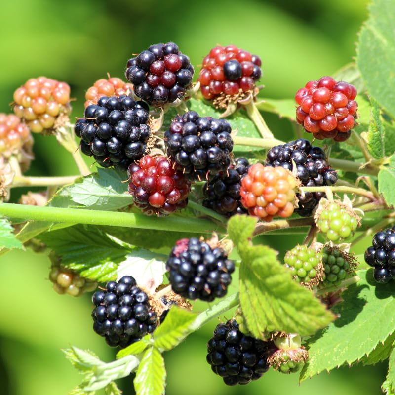 Pack 2 BlackBerry Plants Live, 4-8 Inch Tall, Von Blackberries Fully Rooted High Yield Berry Plants for Outdoor Planting
