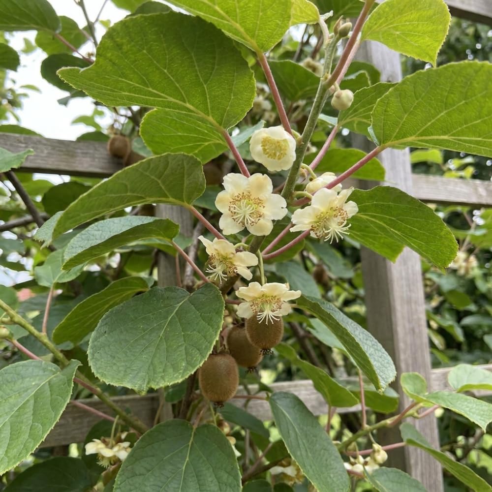 Male Hardy Kiwi Live Plant, Cold Hardy Edible Fruit Vines, 5-8 Inch Tall
