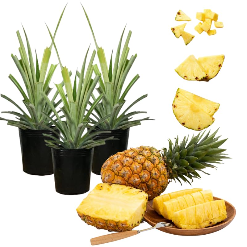 Pack 2 Easy Planting Pineapple Plants Live, Tropical Fruit for Spring Plant, Well-Rooted 4 to 8 Inch Tall for Planting Outdoor Full Sun
