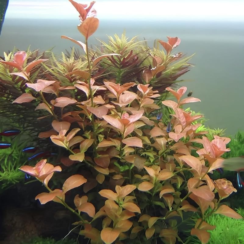 Round Orange Ludwigia Plants Live, 1 Bundle Aquatic Plant