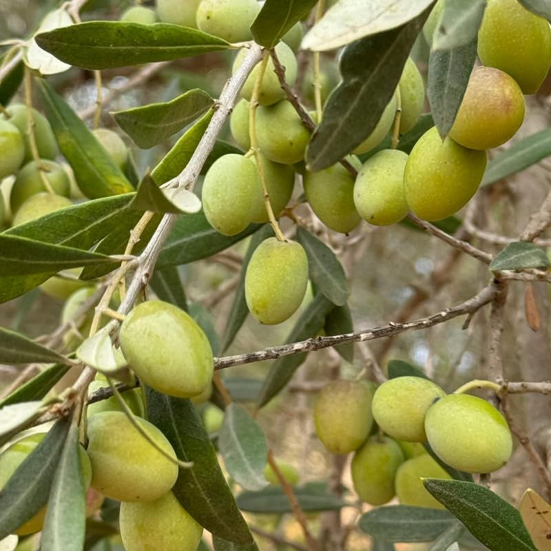 Olive Tree in 3 Gallon Pot, 2-3 Feet Tall Live Plant Olive Fruit Tree, Hardy Perennial, No Ship to CA