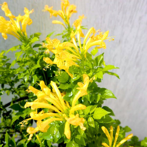 2 Honeysuckle Plants Live, Fragrant Climbing Honeysuckle Vines 4-8 Inches, Suitable for Trellis and Fences, Indoor Outdoor Growing