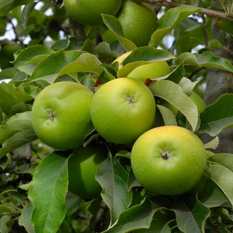 Granny Smith Apple Tree Plants, Bare Root 1-2 Ft Tall, Apple Tree Plant Live for Planting Outdoors, Well Rooted Fruits Tree Plant, Dormant
