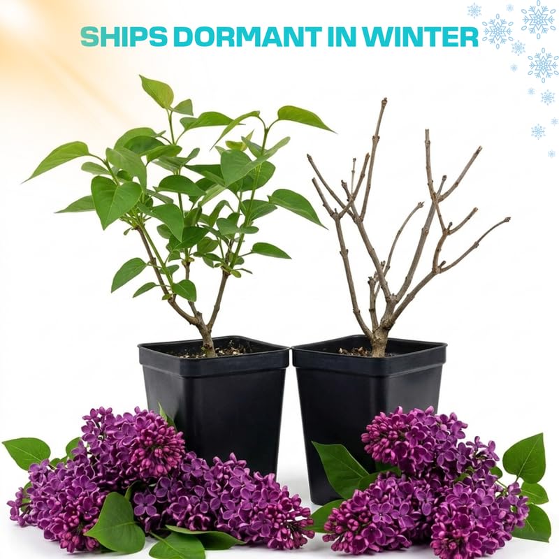 Dark Purple Lilac Live Plant, Syringa Flowering Shrub, 6"+ Tall