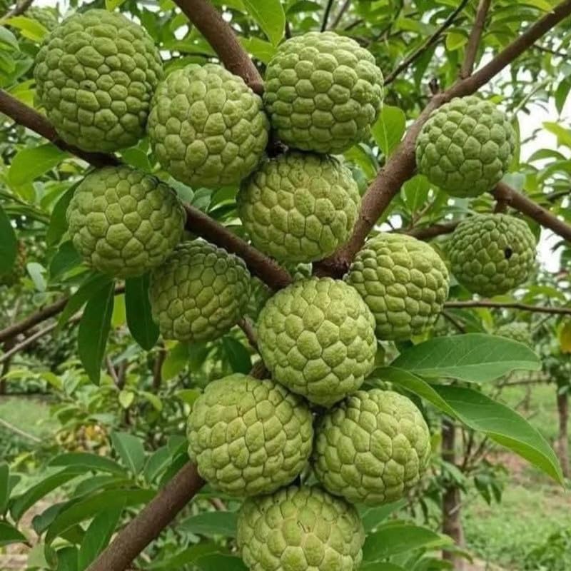 Green Sugar Apple Live Plant 1 Gallon Pot, Custard Apple Tree, Sweetsop Plant for Growing, 24-30" Tall, No Ship to CA