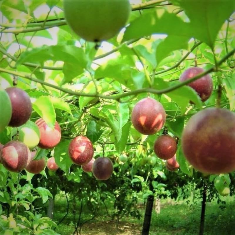 Passion Fruit Plant Live, Passionfruit Vine Live Plant Fully Rooted in 1 Gallon Pot
