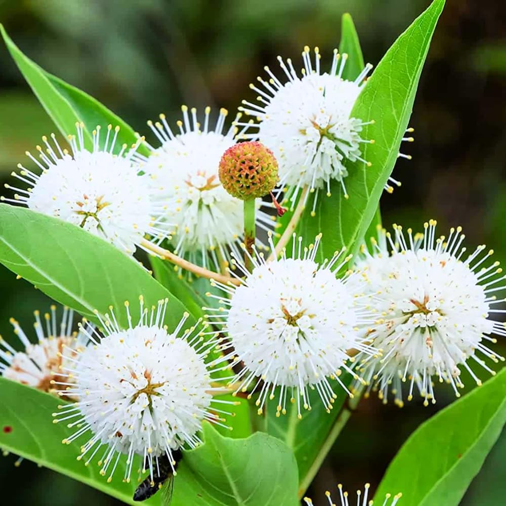 Buttonbush Plant Live, 1-2 Feet Tall Button Bush Shrub for Landscapes, Dormant in Winter