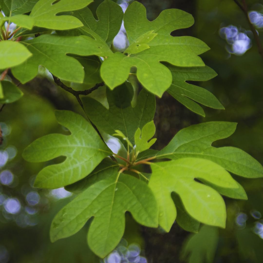 Common Sassafras Tree Live Plant 12-24" in Tall, 1 Year Old Well-Rooted and Winter Hardy, Dormant Seedlings, No Leaf, Fragrant, No Pot