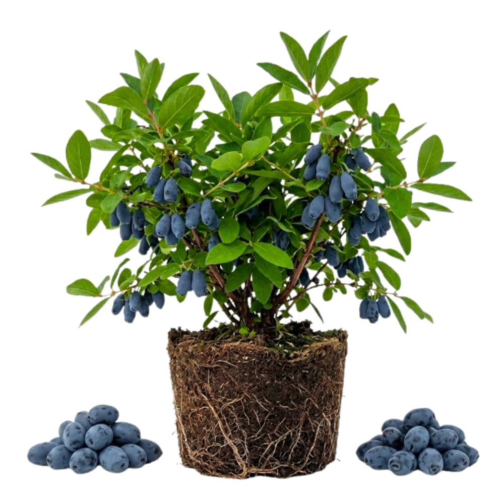 Honeyberry Plant, Haskap Berry Plant, 4-8 Inc Tall, Cold Hardy Honey Berry Plants for Patio and Outdoor Garden, No Pot
