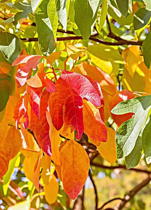 Live Sassafras Tree in Quart Pot, Hardy Sassafras Seedlings, Dormant Shade Tree for Landscape or Garden, 6-12 Inches