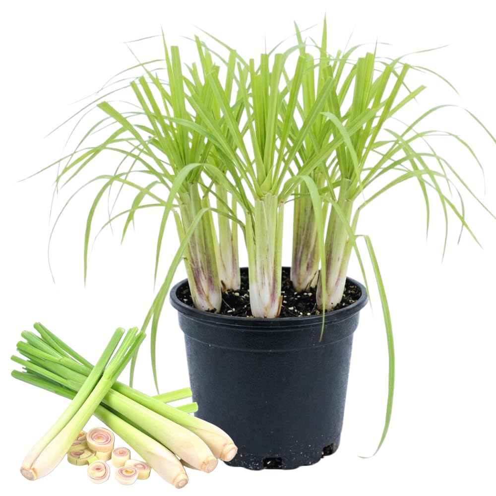 5 Lemon Grass Live Plants, Lemongrass Plant, 5-8'' in Height, Fragrant Herb Plants Gardening Outdoor, No Ship to CA
