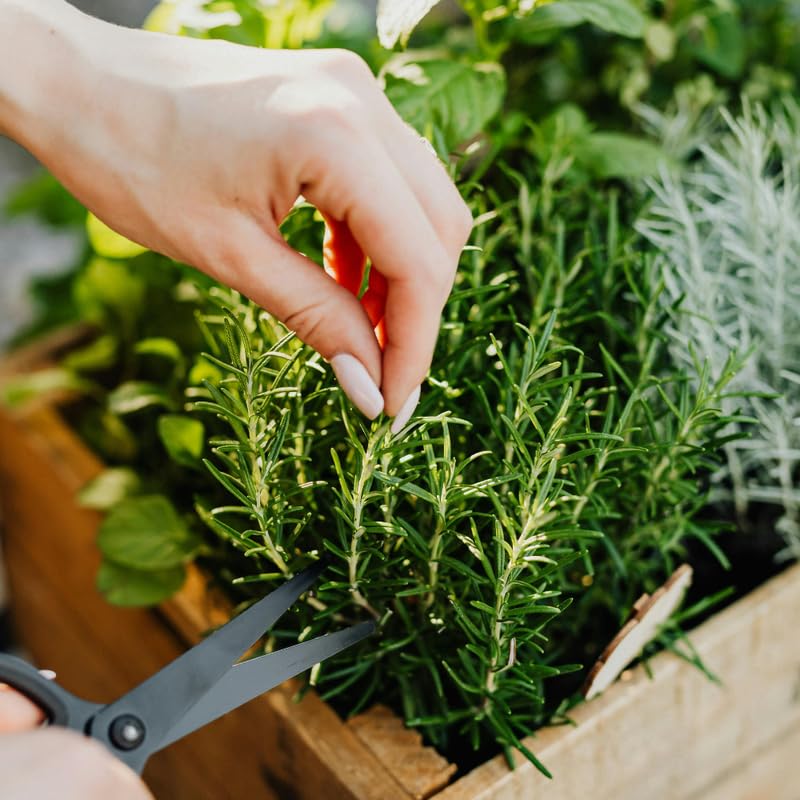 3 Blue Rosemary Plants Live, Live Rosemary Plants, 4 Inc Tall, Fragrant Herb Plant Outdoor Indoor
