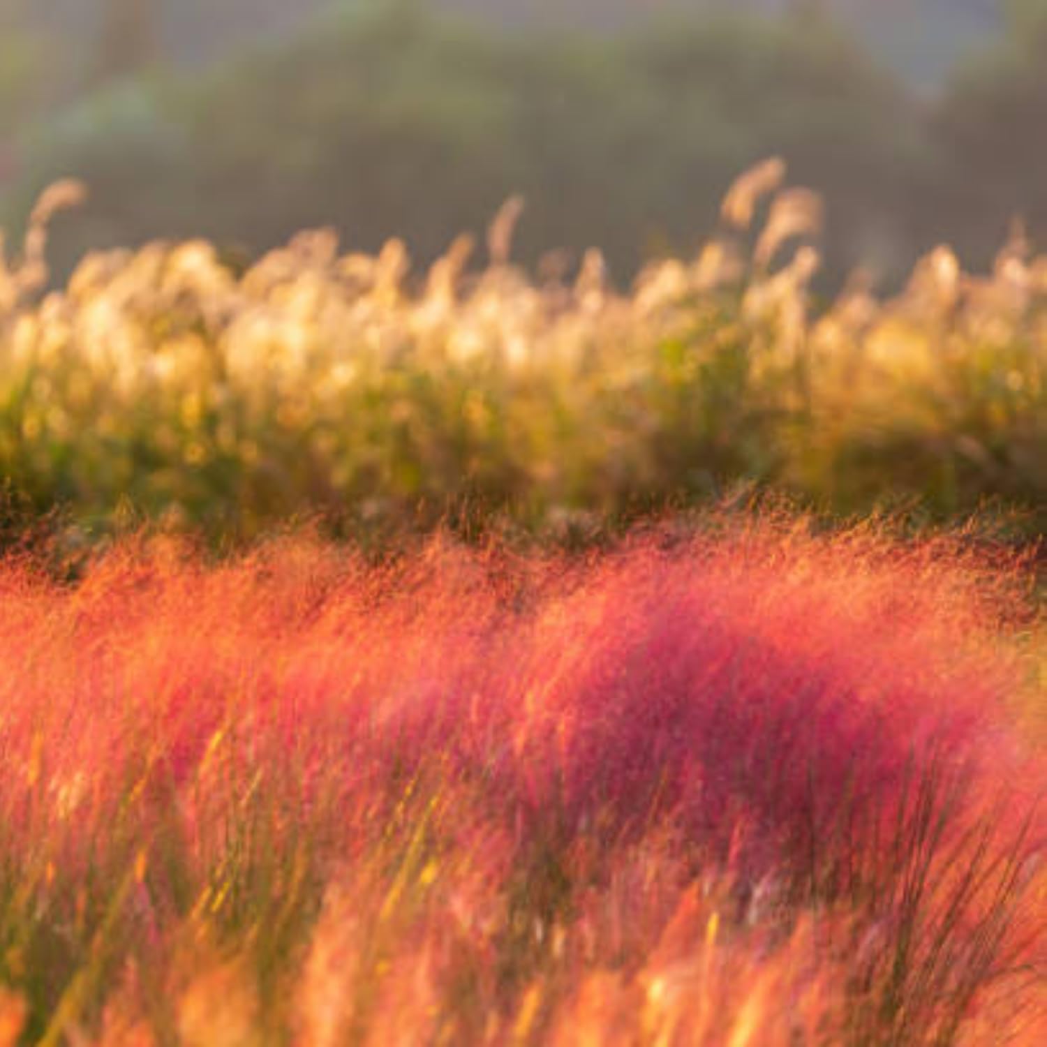 Pack 3 Ruby Muhly Grass Plants Live Clumps, 5-9 Inch Tall, Ornamental Grasses Live Plants Perennial