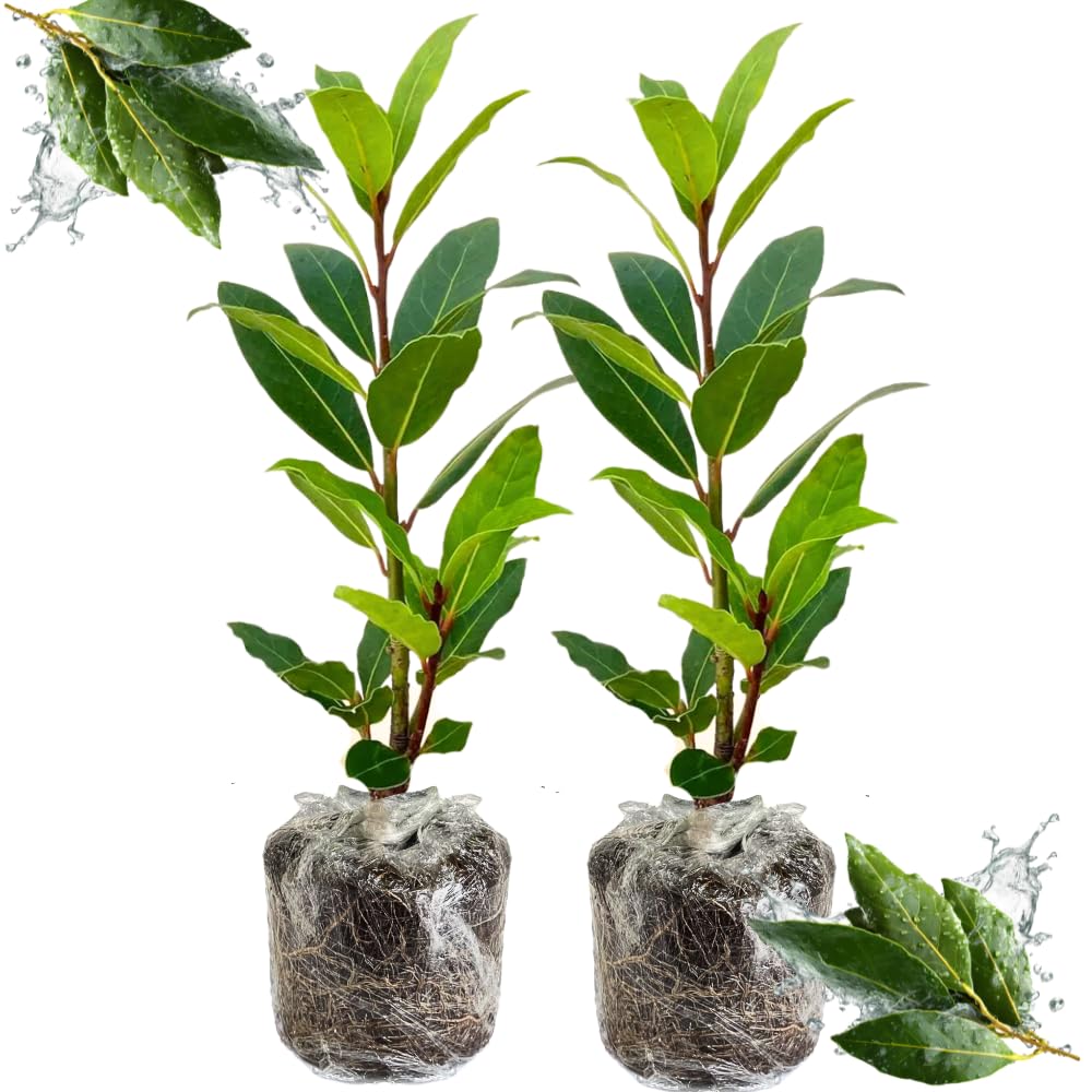 2 Bay Laurel Plants Live, 4-8 Inches Tall, Fragrant Bay Leaf Trees for Outdoor Planting, Laurus Nobilis Herb Home Garden