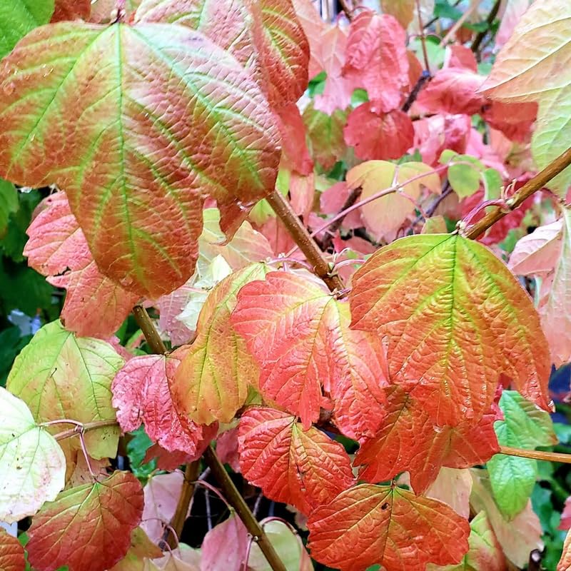 Random Viburnum Tree Live Plant Shrub in Pot, Fragrant Flower, Dormant in Winter, 6-12" in Tall, Bare Root to CA, Bush Shrub Spring Blooms