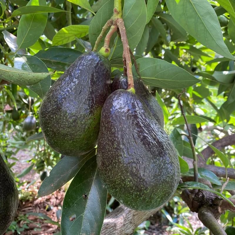 Black Avocado Plant Live in 3 Gallon Pot, Hardy Avocado Grafted Tree, Fruit-Bearing Tropical Tree for Planting Outdoor