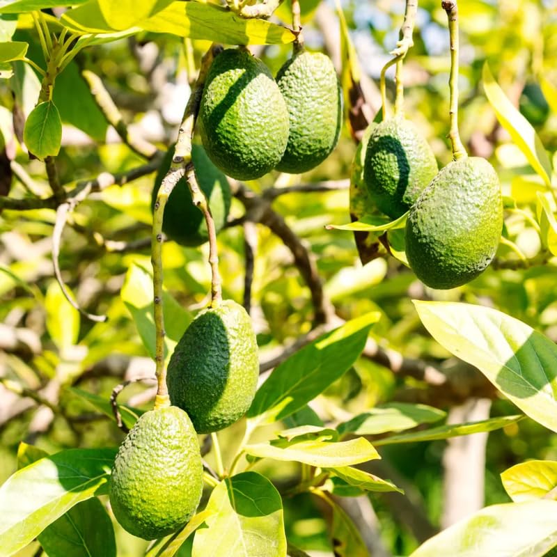 HASS Avocado Tree Live Plant in 3 Gallon Pot, 1-2 Feet Tall, High-Yield Grafted Avocado Fruit Tree for Planting, No Ship to CA, Very Hardy
