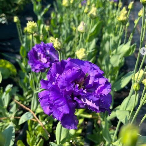 2 Eustoma Lisianthus Live Plants, Lisianthus Flowers Seedlings, 2-3 Inch Tall Well-Rooted Plug, Lisianthus Plants (Dark Blue Lisianthus)