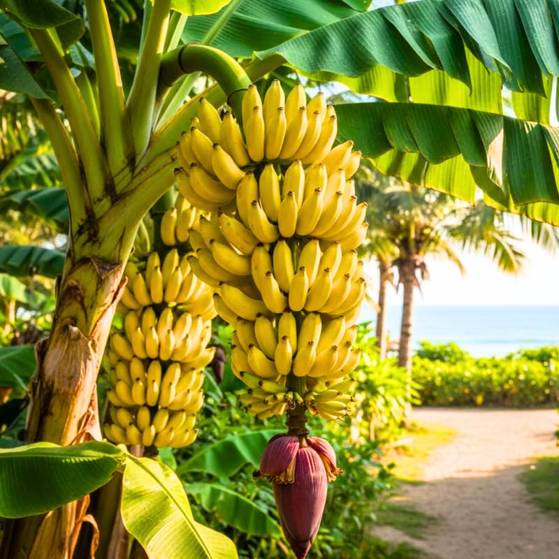 Sweetheart Banana Tree Live Plant, Well Rooted 4-8" Tall, Cold Hardy Tropical Banana Plant Live Well Rooted, Live Banana Fruit