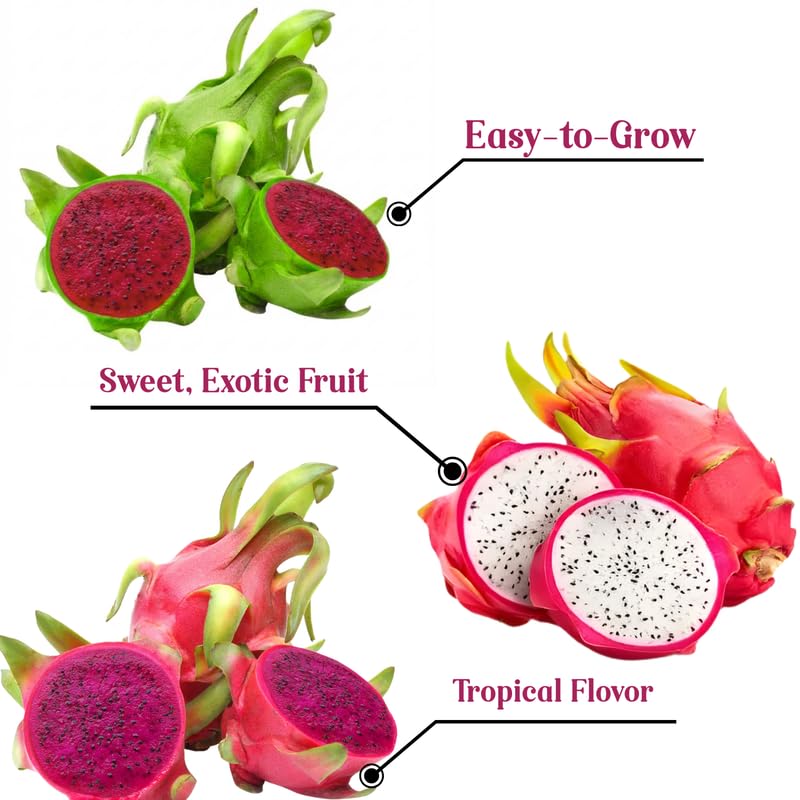 Set of 3 Random Dragon Fruit Plants Live, 4-7 Inches Tall, Tropical Dragonfruit Cactus Tree for Outdoor Spring Growing